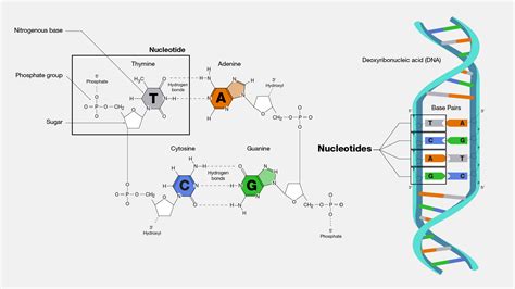 Complete nucleotide sequence and cell.